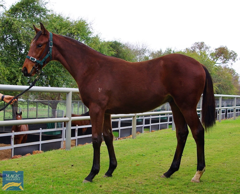2024 Perth Winter Thoroughbred Sale Lot 152 Gingerbread Man (AUS